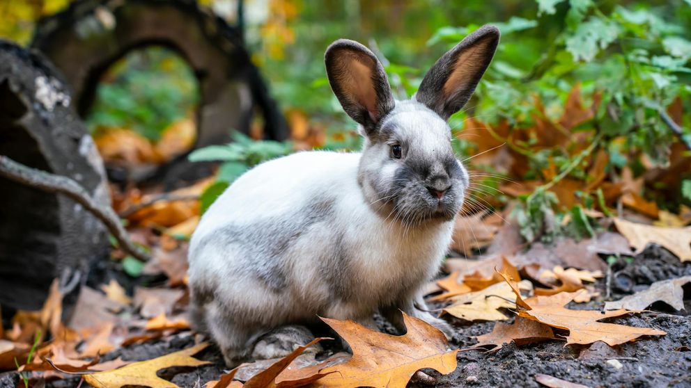 Lapin allongé près d'un arbre