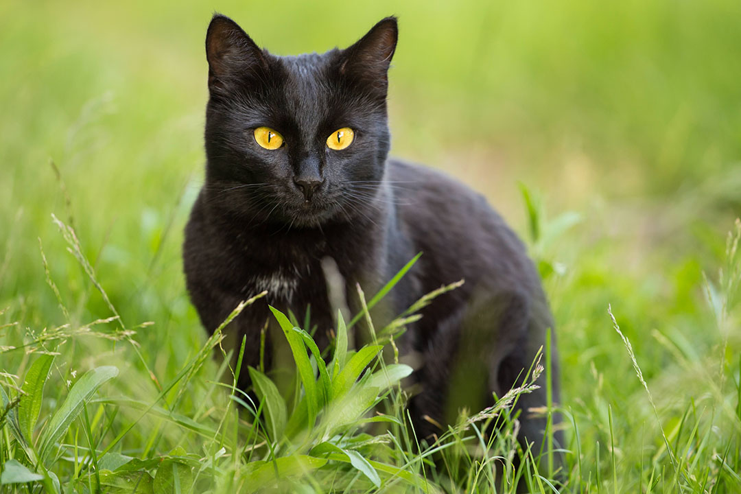 Chat noir au pelage brillant