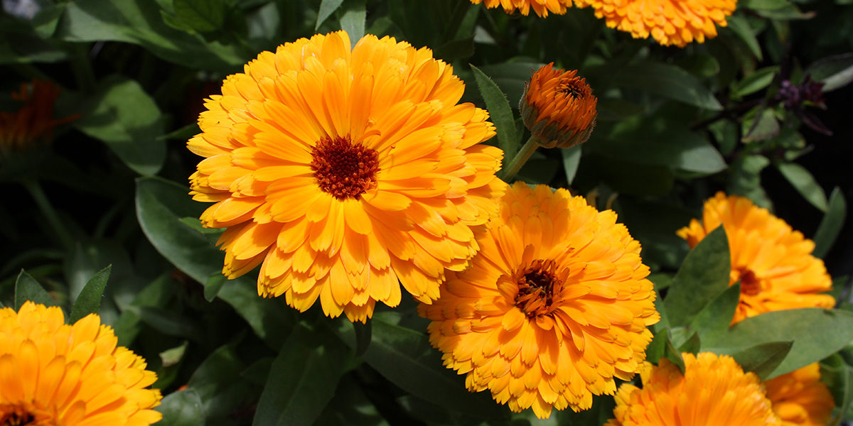 Fleur de souci jaune orangé, symbole de joie et de chaleur