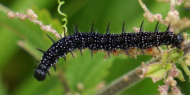 Colonie de chenilles du papillon Morio