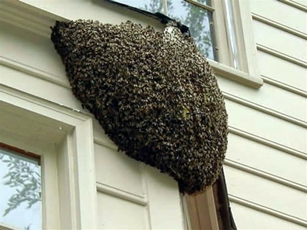 Essaim d'abeilles sur une branche