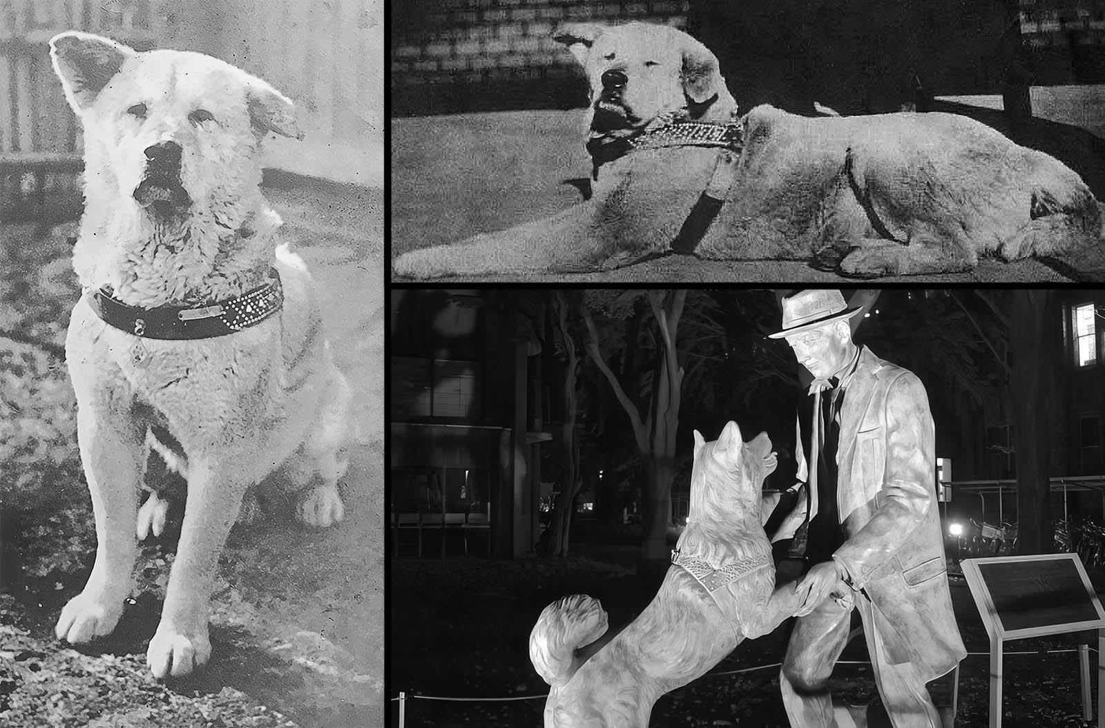 Hachiko attendant patiemment à la gare