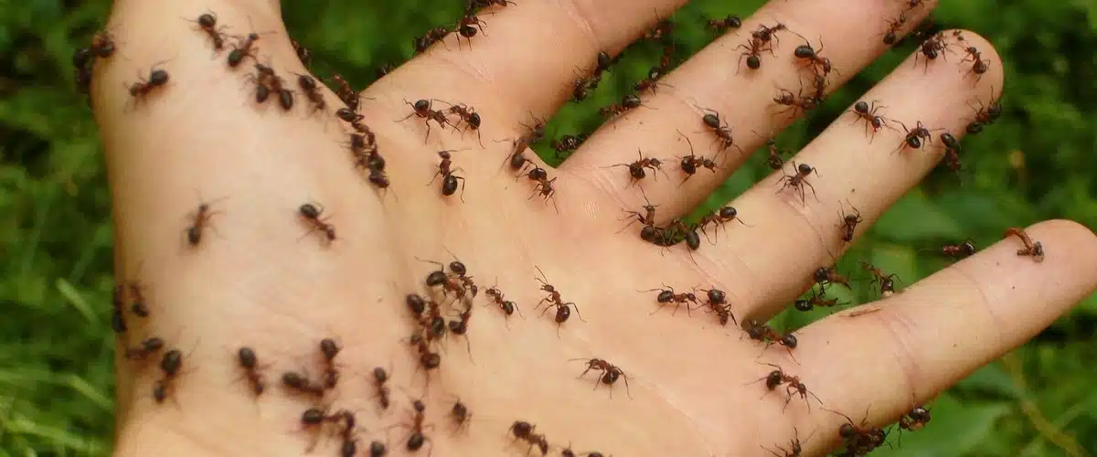 Fourmis endommageant une structure en bois