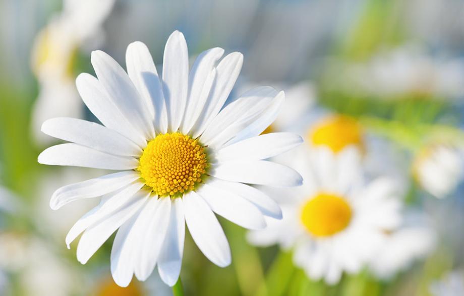 Fleurs de camomille délicates et apaisantes