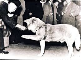 Hachiko, le chien Akita légendaire