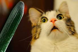 Chat reniflant un concombre posé à distance