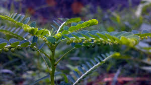 Illustration des méthodes de consommation de Phyllanthus niruri