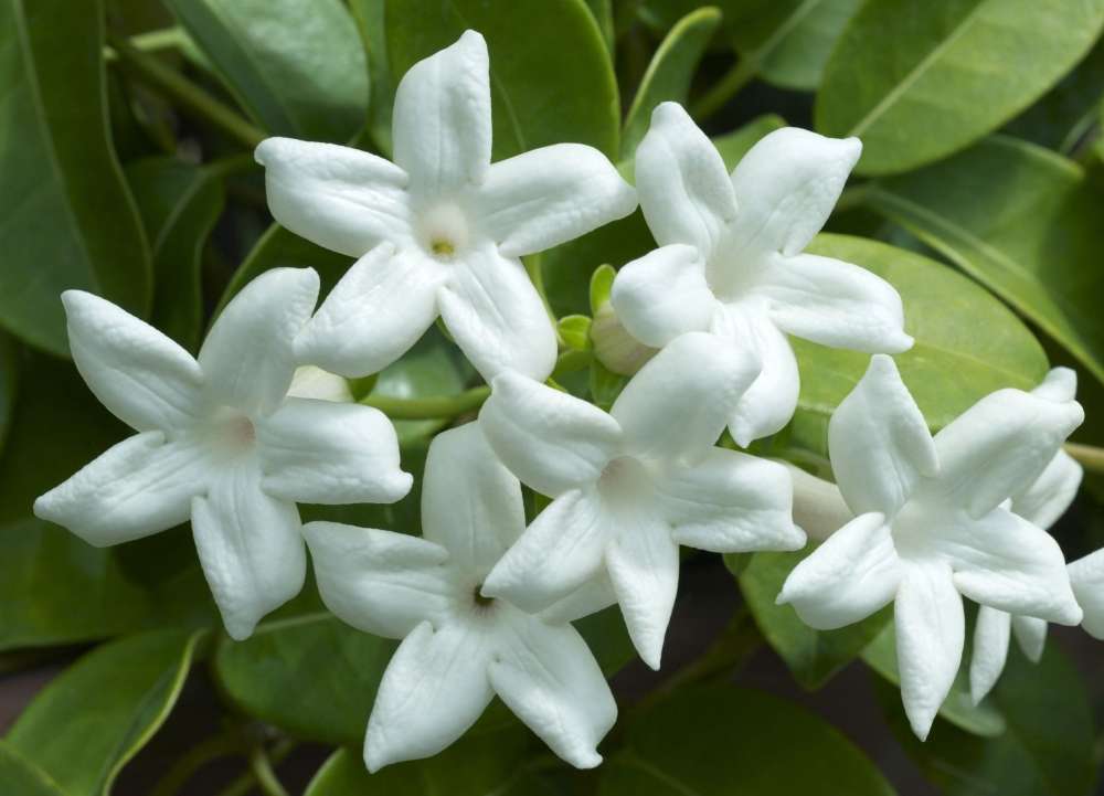 Fleur de jasmin blanche et parfumée