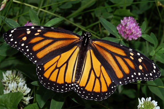 Femelle papillon Morio pondant ses œufs