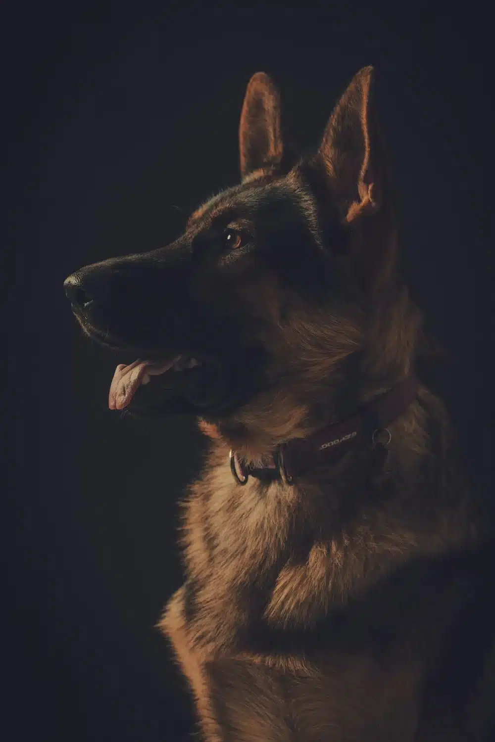 Chien policier reniflant un colis suspect