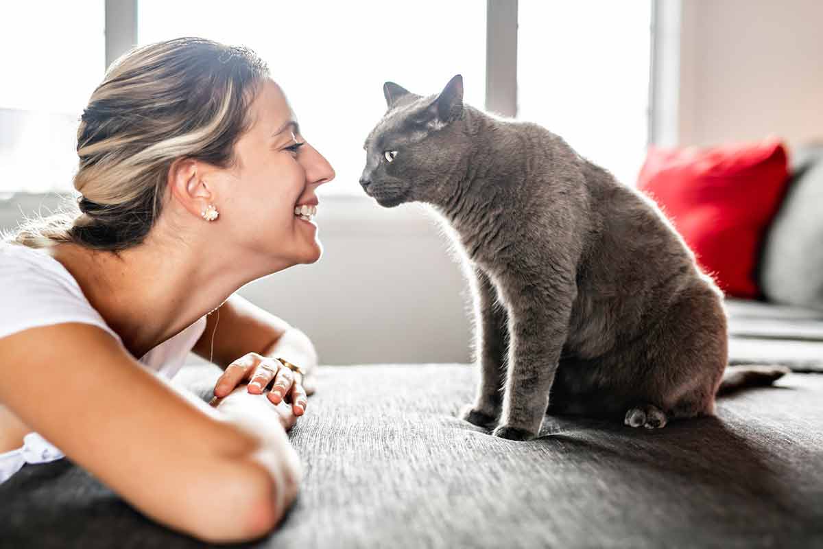 Chat reniflant le visage de son humain