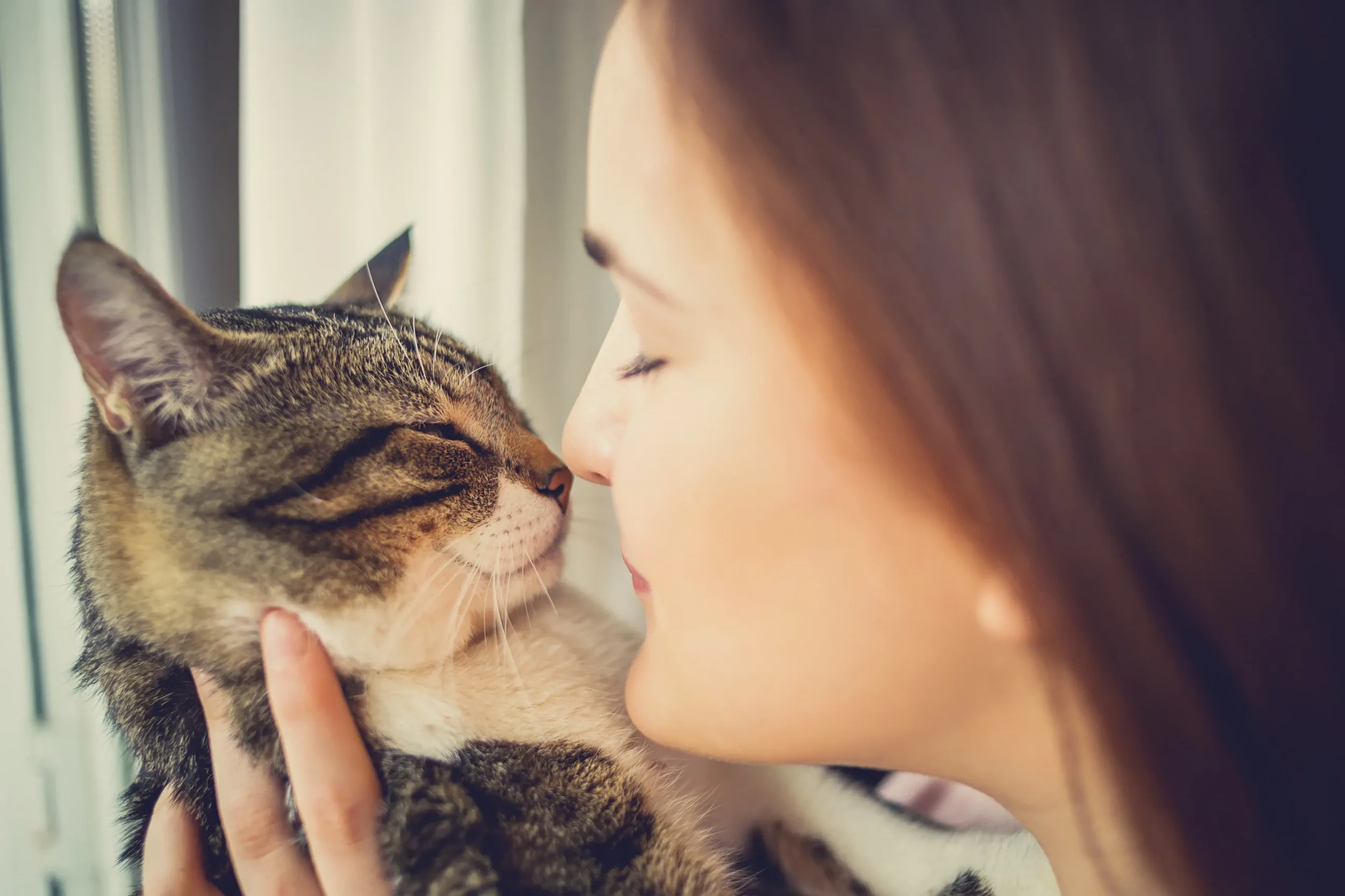 Chat et humain partageant un moment calme