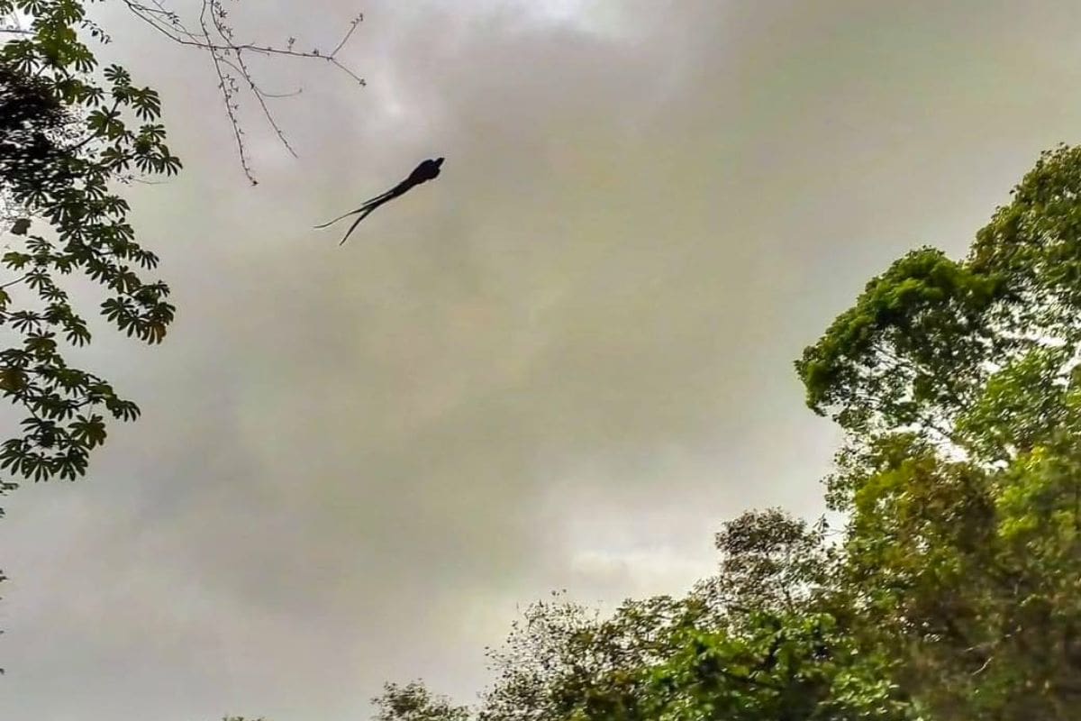 Quetzal resplendissant en vol dans son habitat naturel