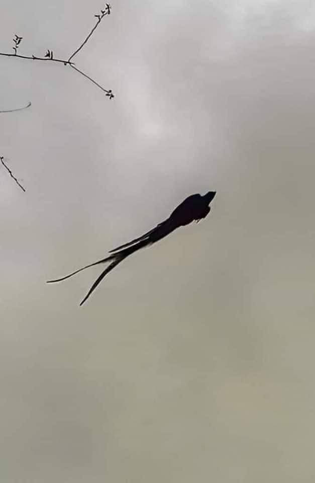 Quetzal resplendissant perché sur une branche