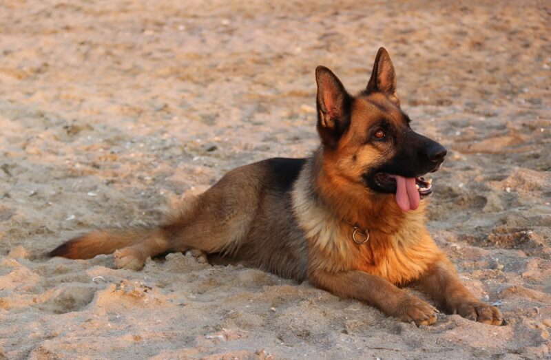 Chien policier en action