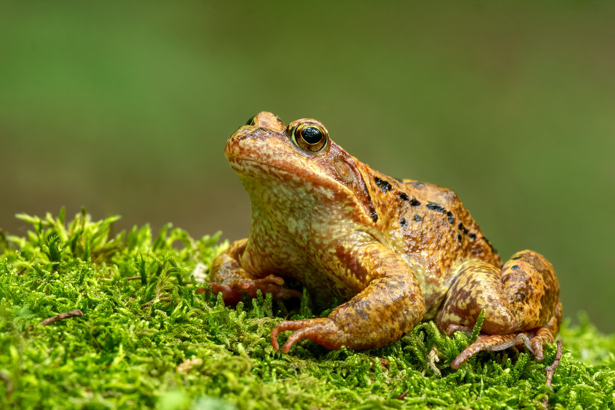 Grenouille près d'une porte