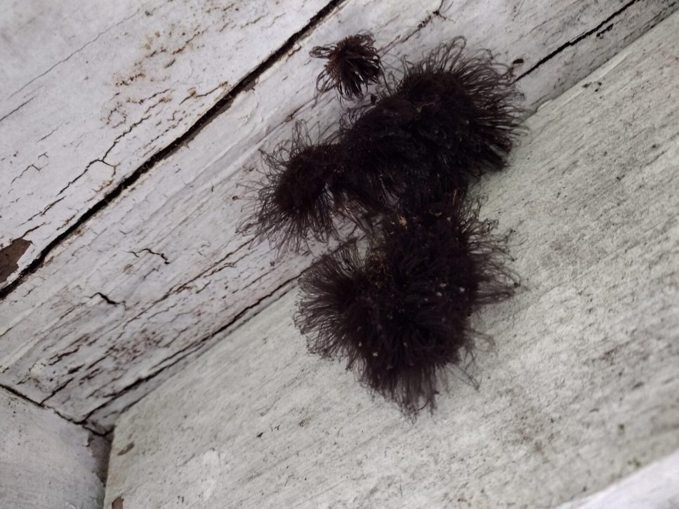 Masse sombre suspecte dans un coin de plafond