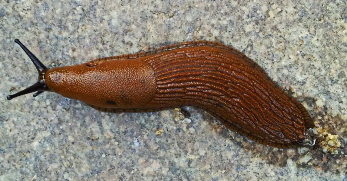 Limace sur une surface intérieure, évoquant son symbolisme