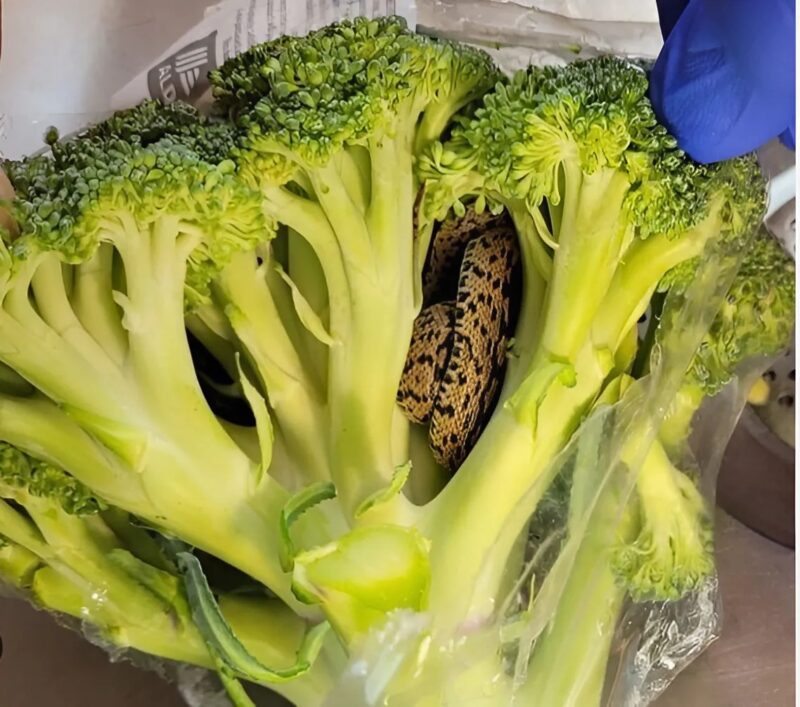 Serpent placé dans une boîte