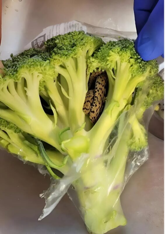 Personne examinant un légume