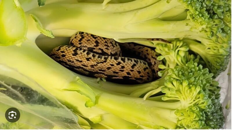 Serpent caché dans un brocoli