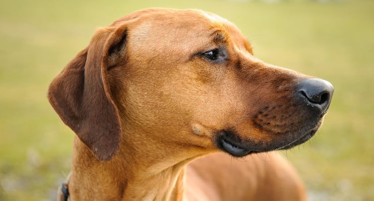 Chien en alerte dans un couloir d’hôpital