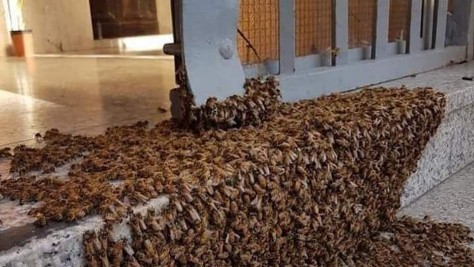 Essaim d'abeilles en migration