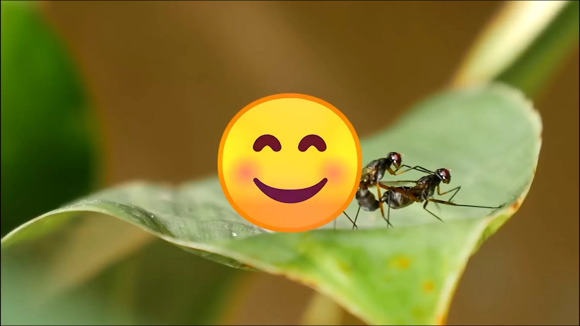 Environnement humide propice aux moustiques