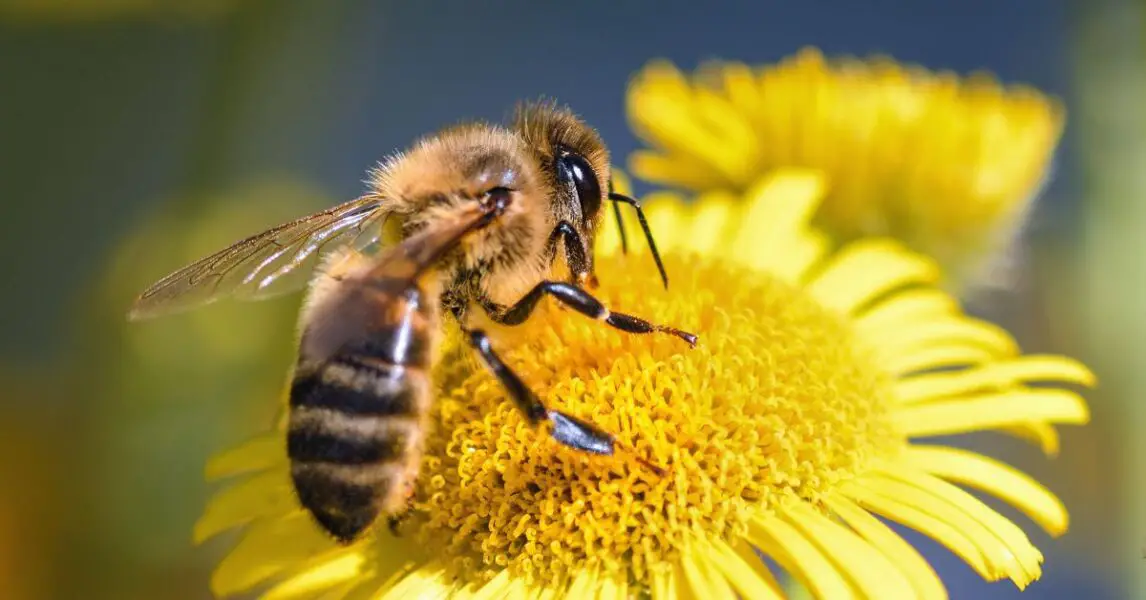 Illustration d'abeilles butinant des fleurs