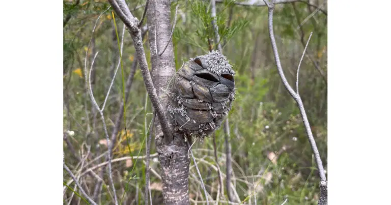 Gousse de banksia ressemblant à un oisillon