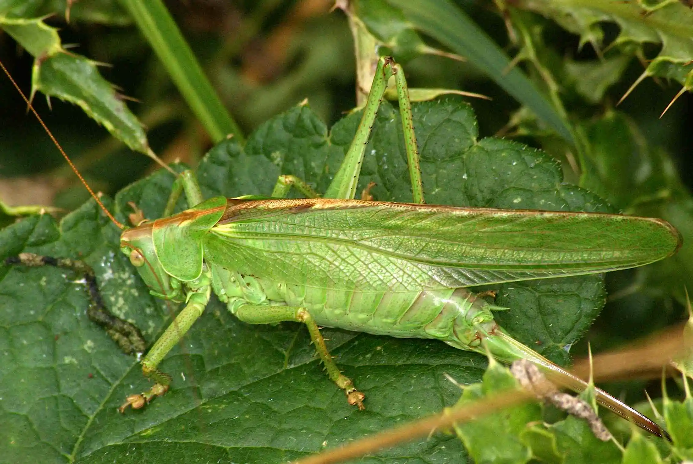 Criquet posé sur une branche en milieu naturel