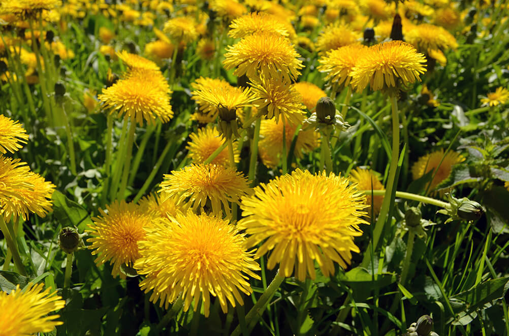 Fleur de pissenlit dorée