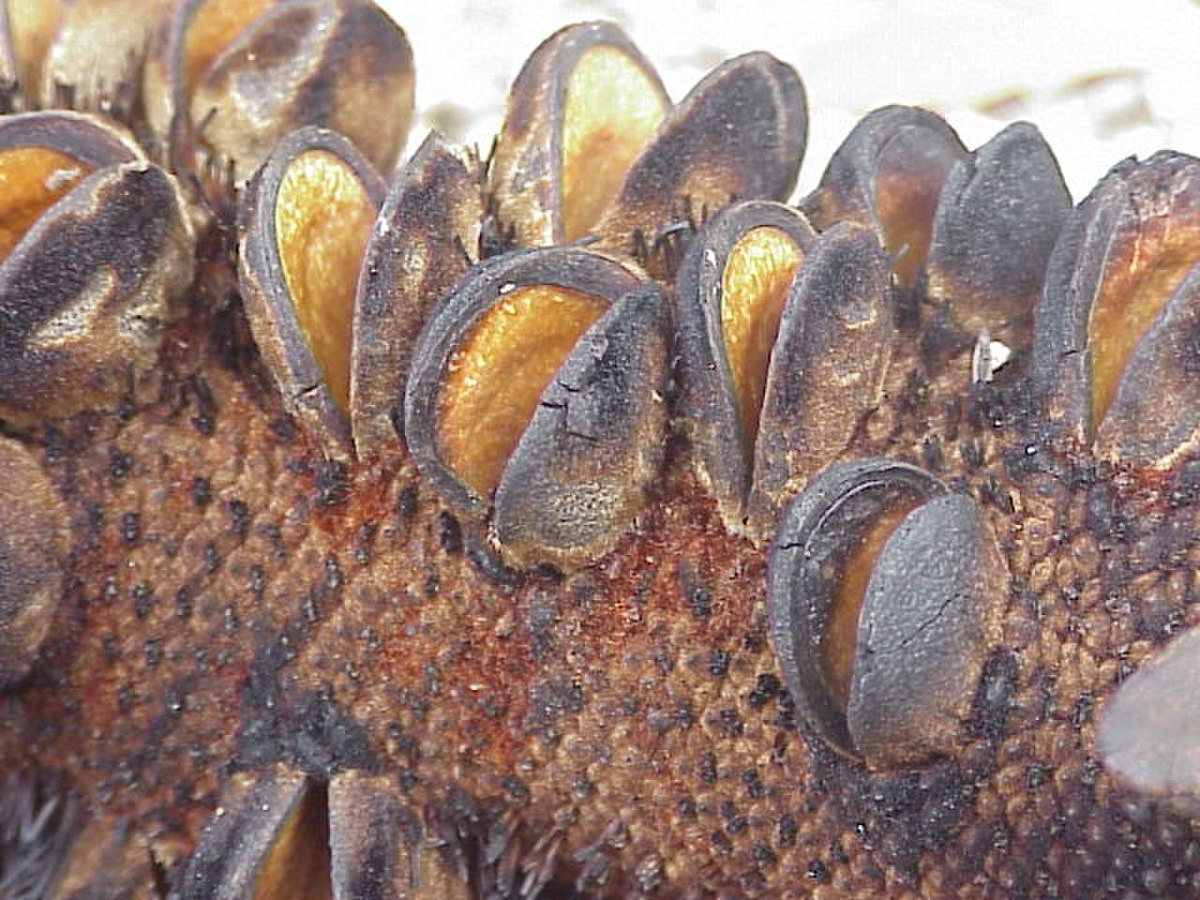 Fruit de banksia avec des détails uniques