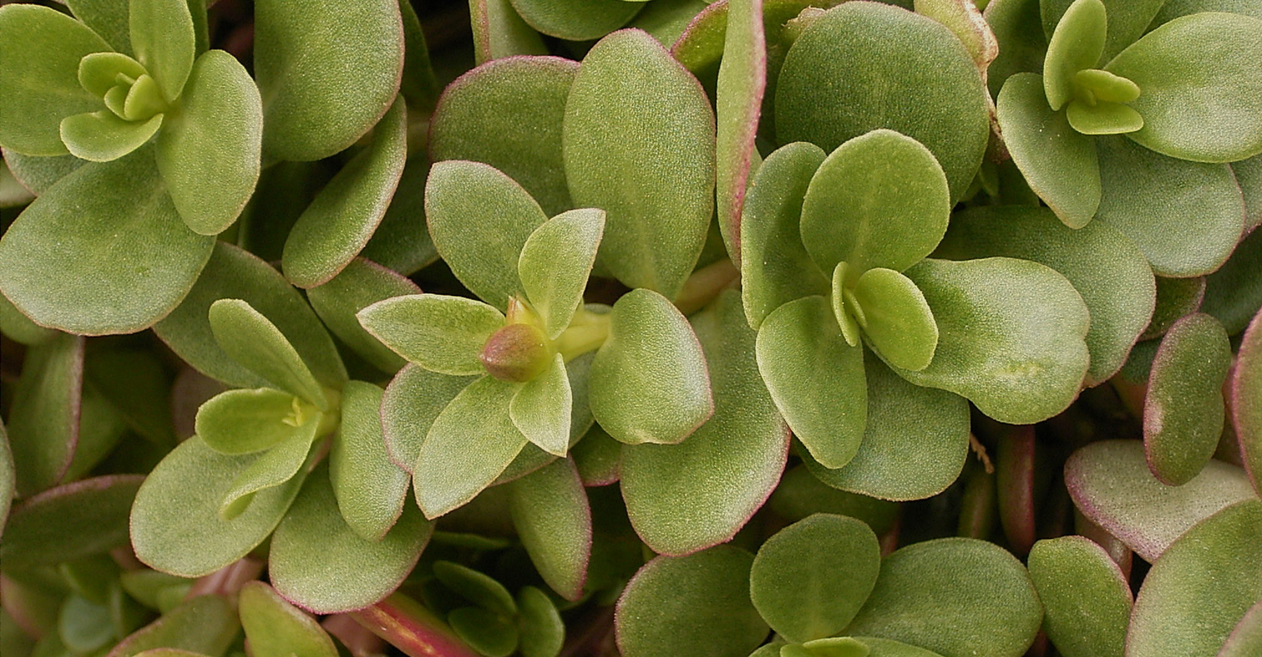 Gros plan sur une plante de pourpier aux feuilles charnues et brillantes