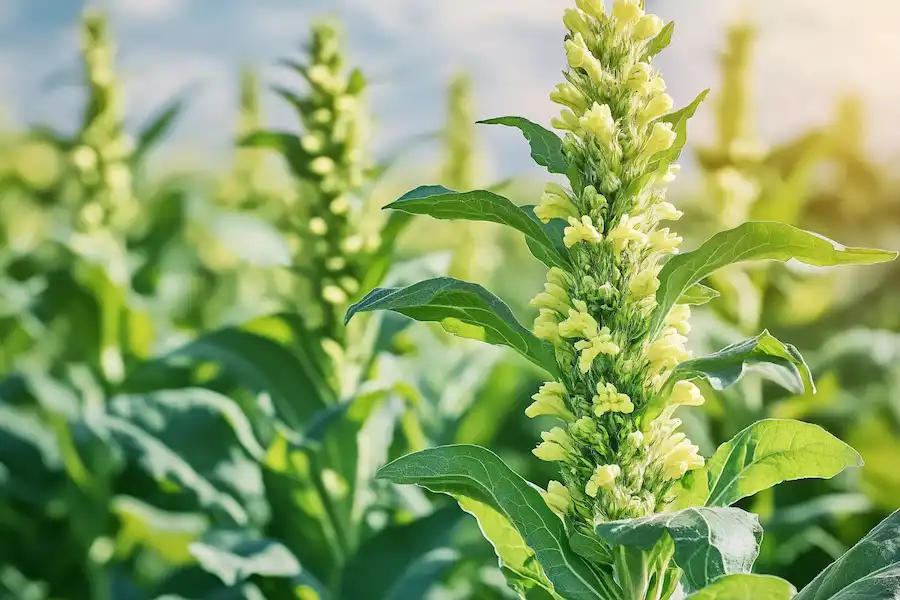 Plante de molène en pleine nature