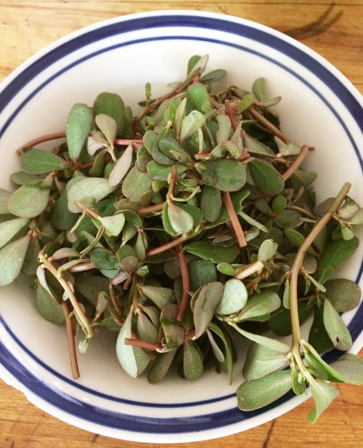 Bouquet de pourpier frais, prêt à être utilisé en cuisine
