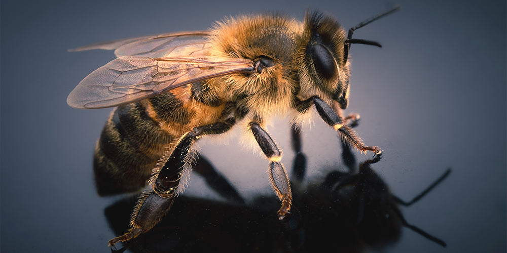 Abeille entrant dans une habitation