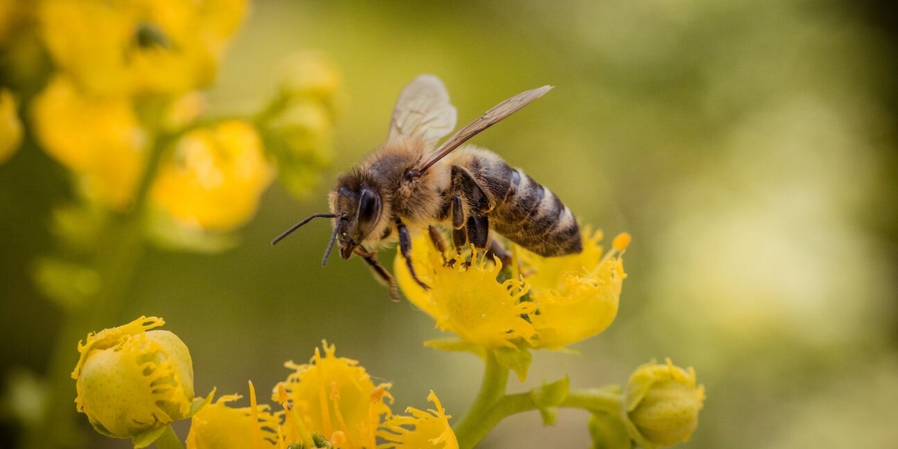 Représentation symbolique de l'abeille comme totem