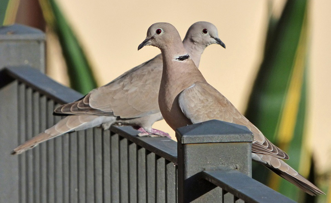 Tourterelle sur un rebord de fenêtre
