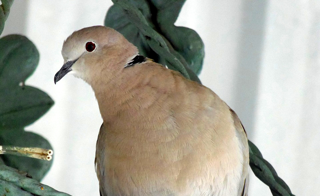 Tourterelle construisant son nid