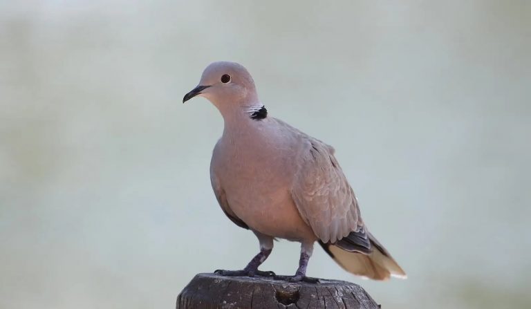 Tourterelle posée sur une branche