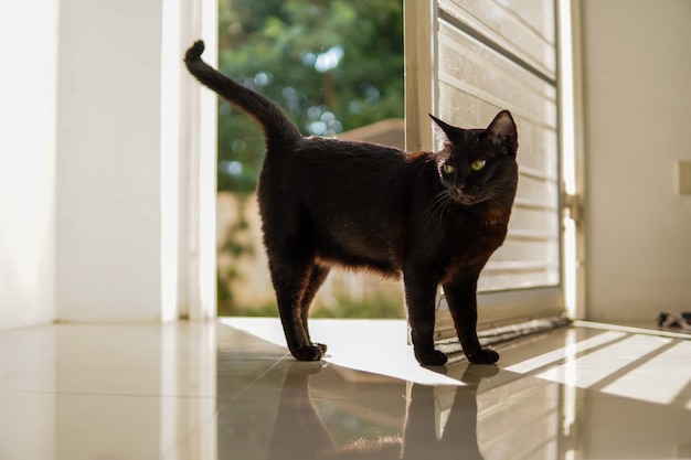 Chat noir se promenant dans une maison claire