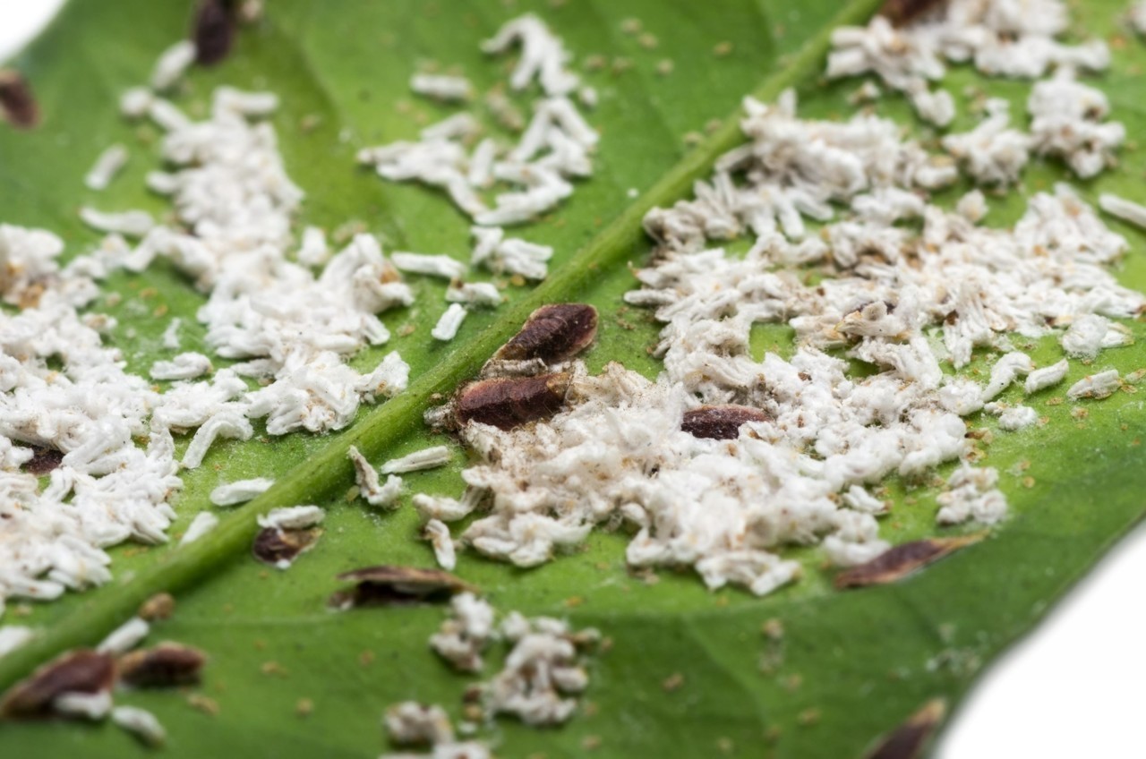 Cochenilles sur une plante