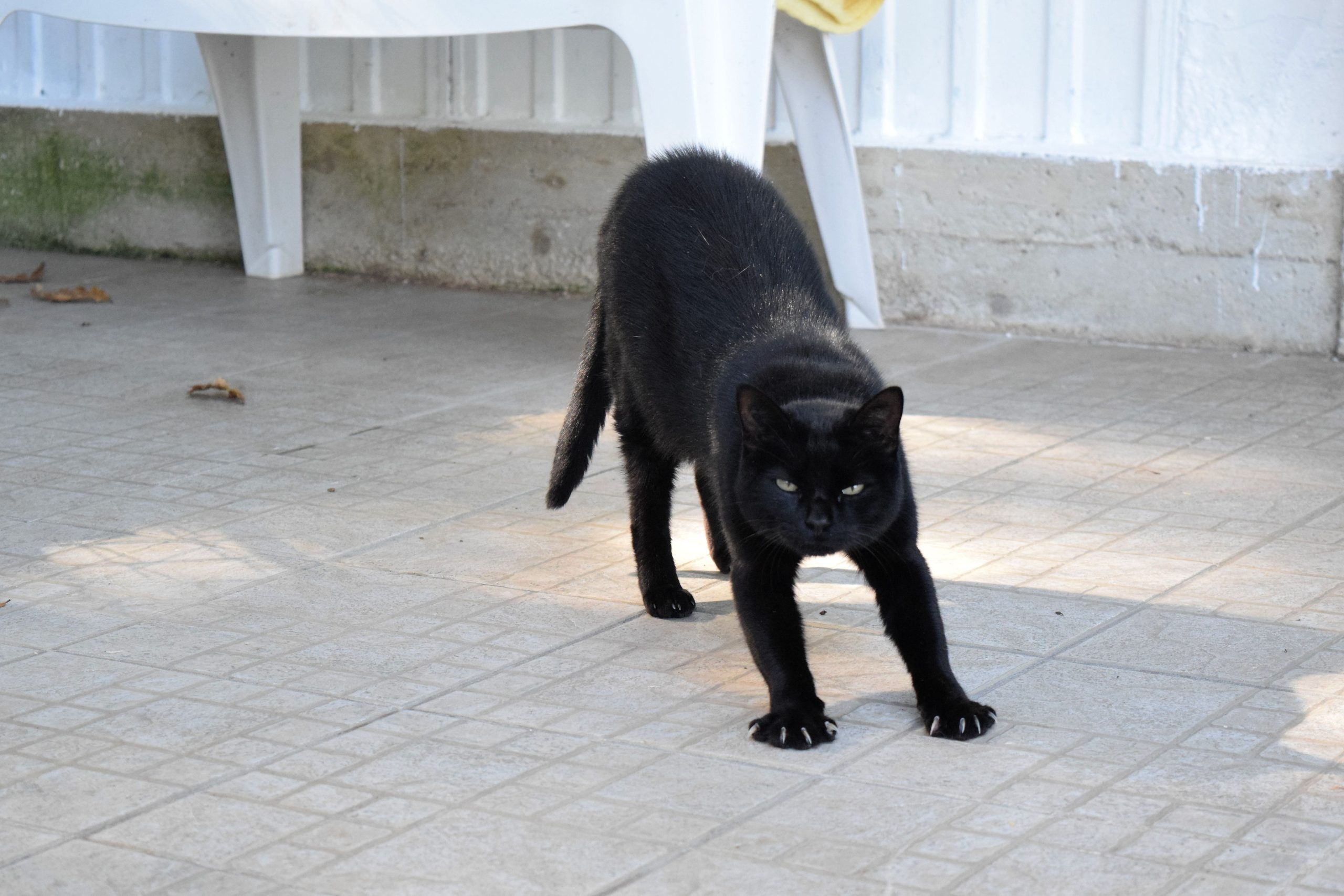 Chat noir au regard perçant