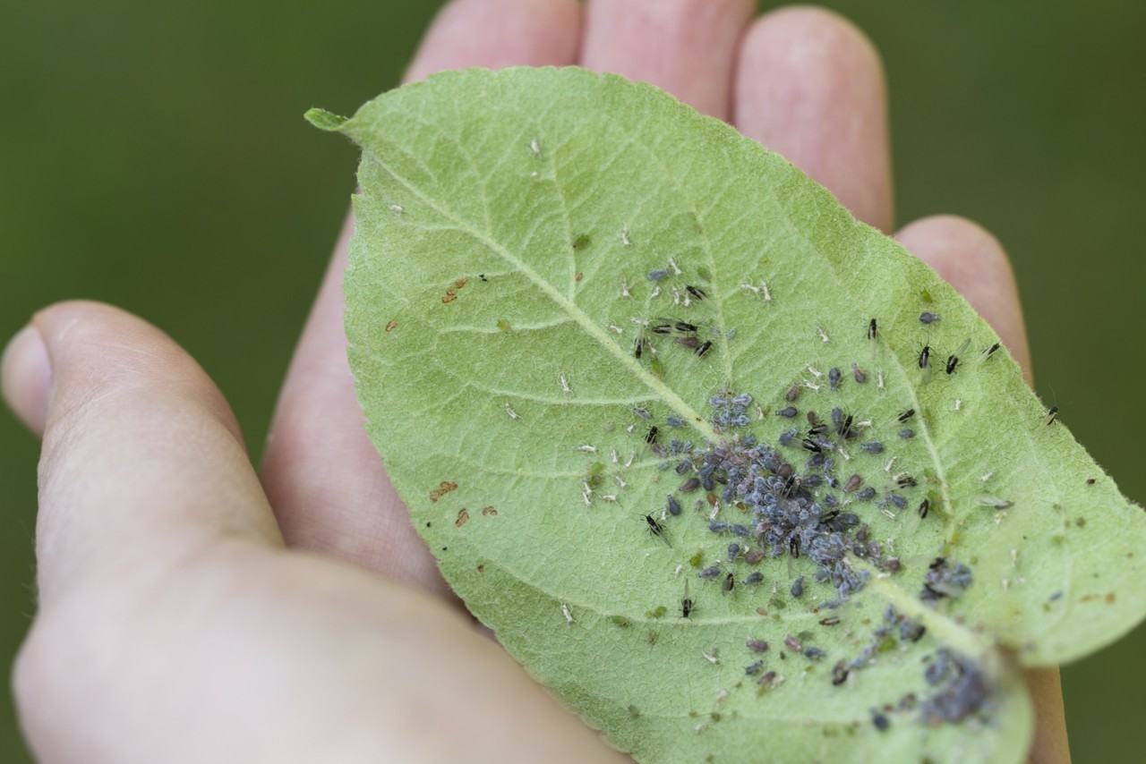 Pucerons sur une tige de plante