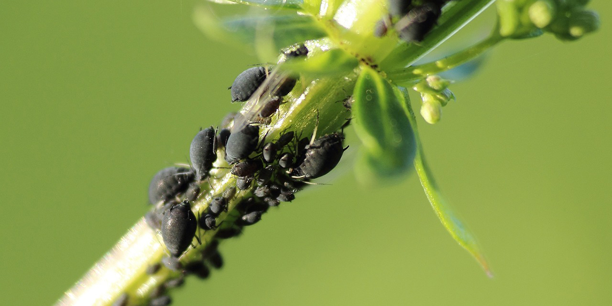 Préparation du traitement anti-pucerons maison