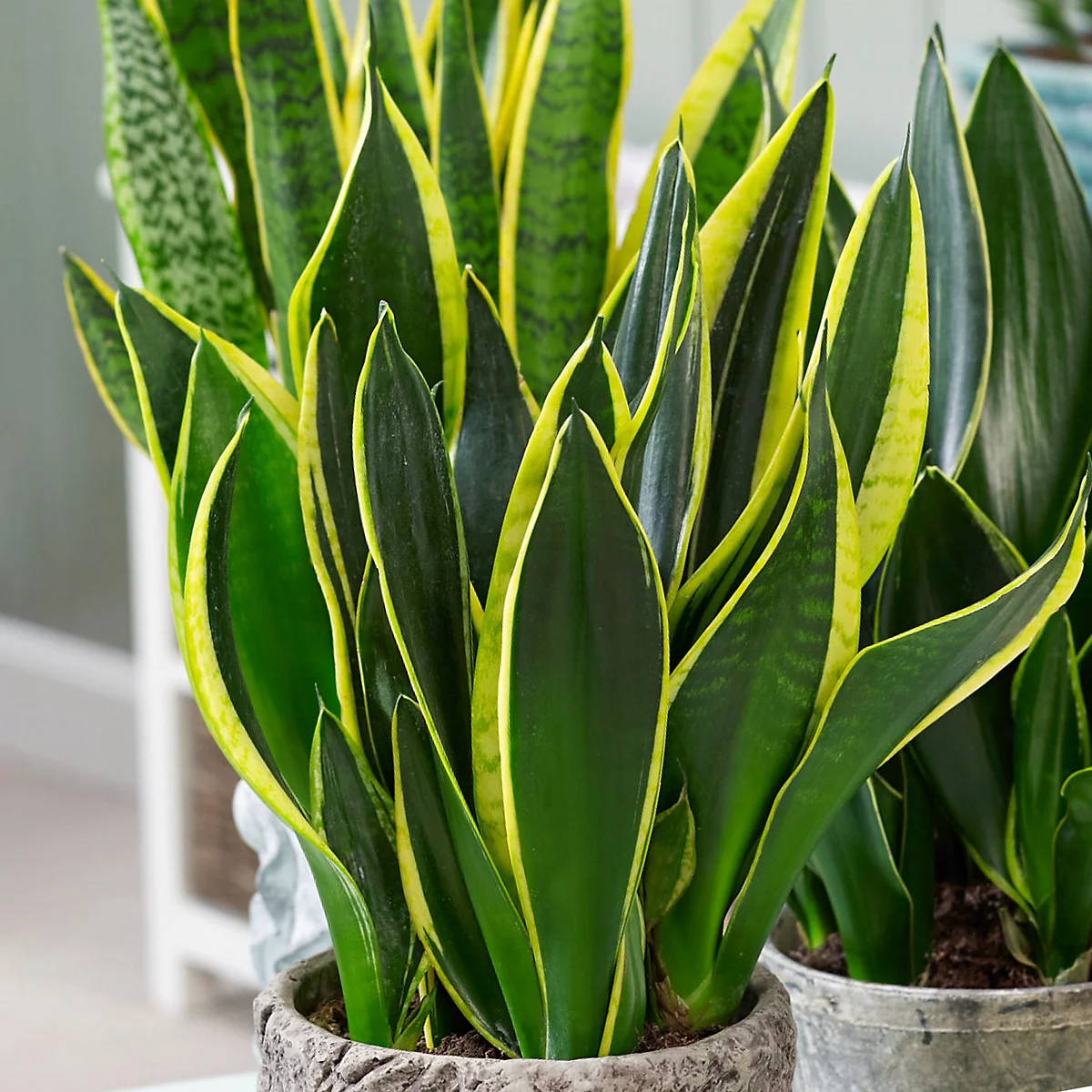 Sansevieria Golden Flame, plante d'intérieur vibrante aux qualités purificatrices
