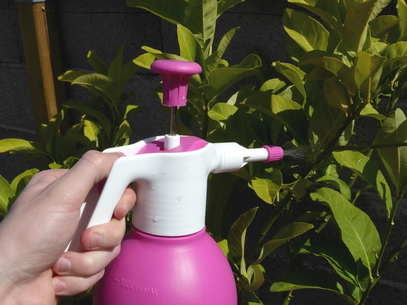 Savon noir utilisé au jardin