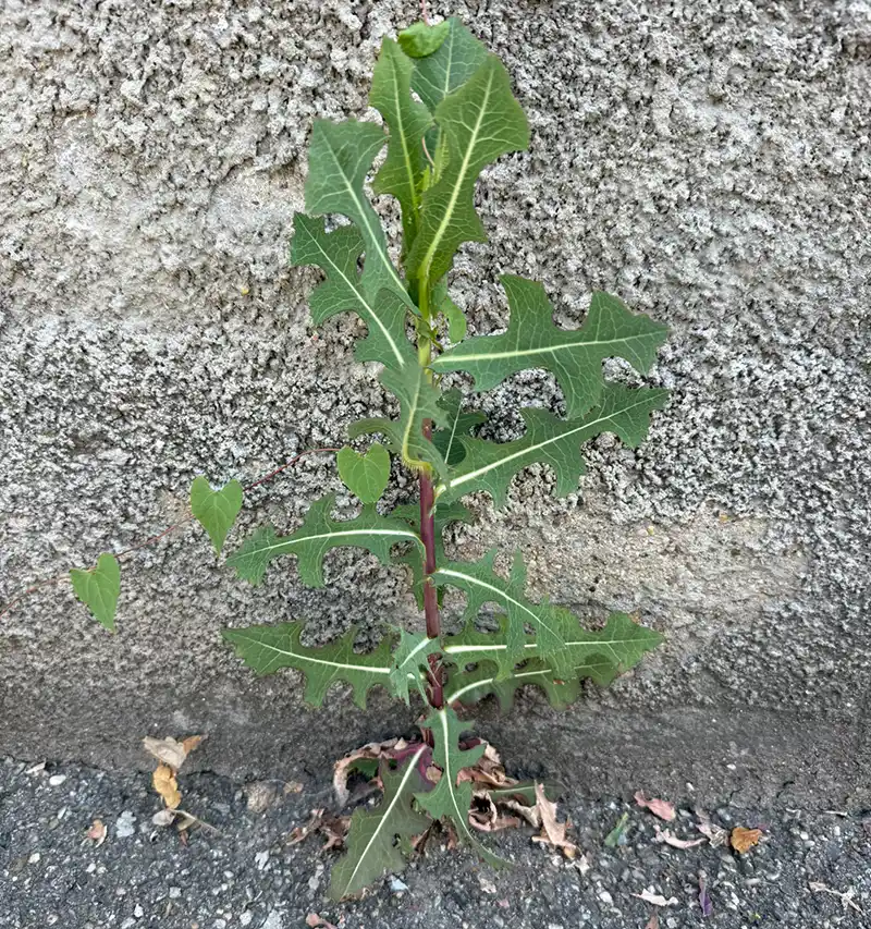 Laitue sauvage en pleine nature