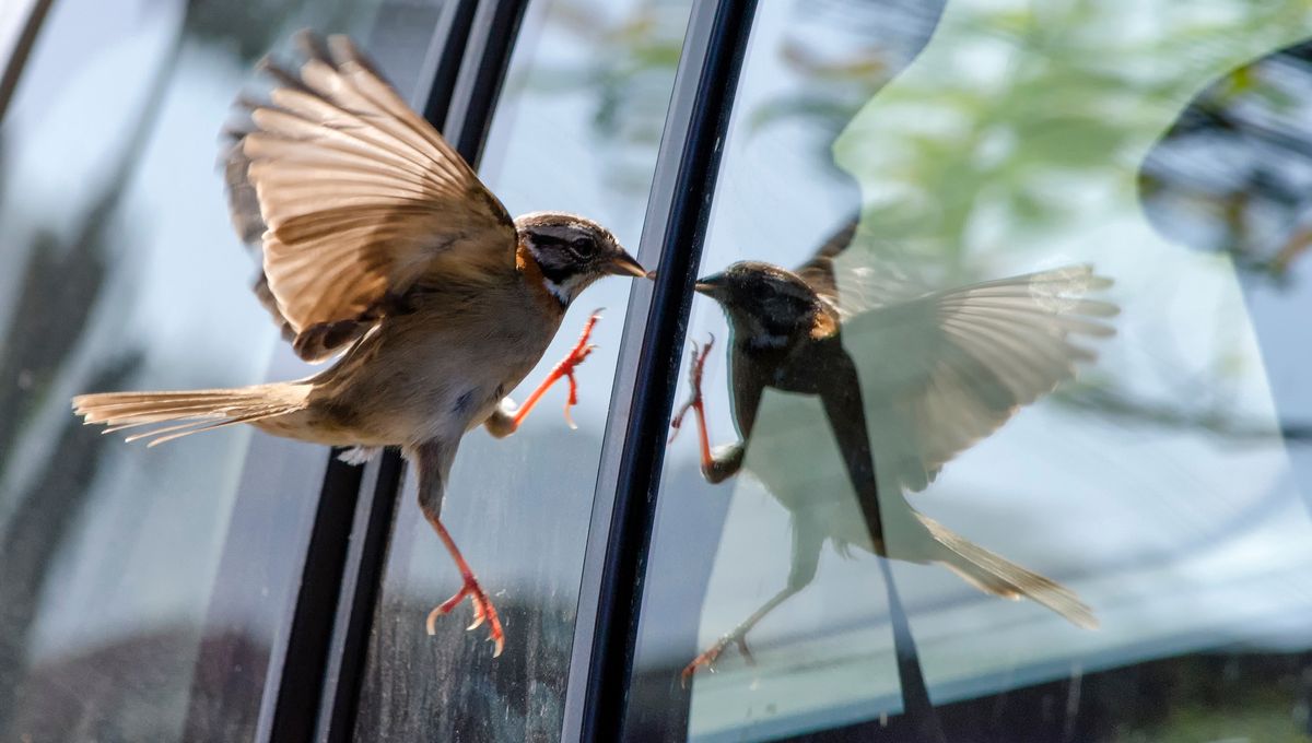Un oiseau observant l'intérieur d'une maison depuis le rebord d'une fenêtre